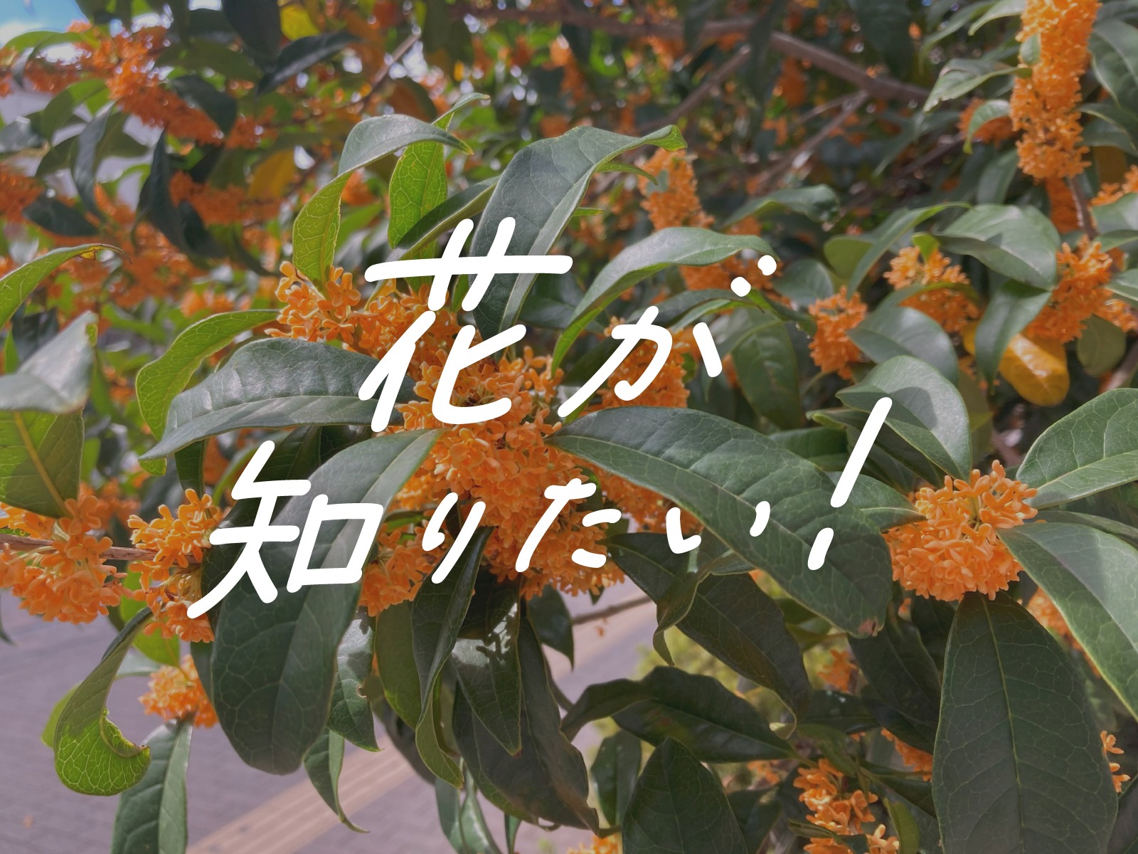 花が知りたい！】vol.4：秋の香りといえば「キンモクセイ（金木犀）」