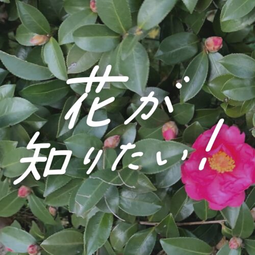 花が知りたい！】vol.6：真冬に咲く「サザンカ（山茶花）」