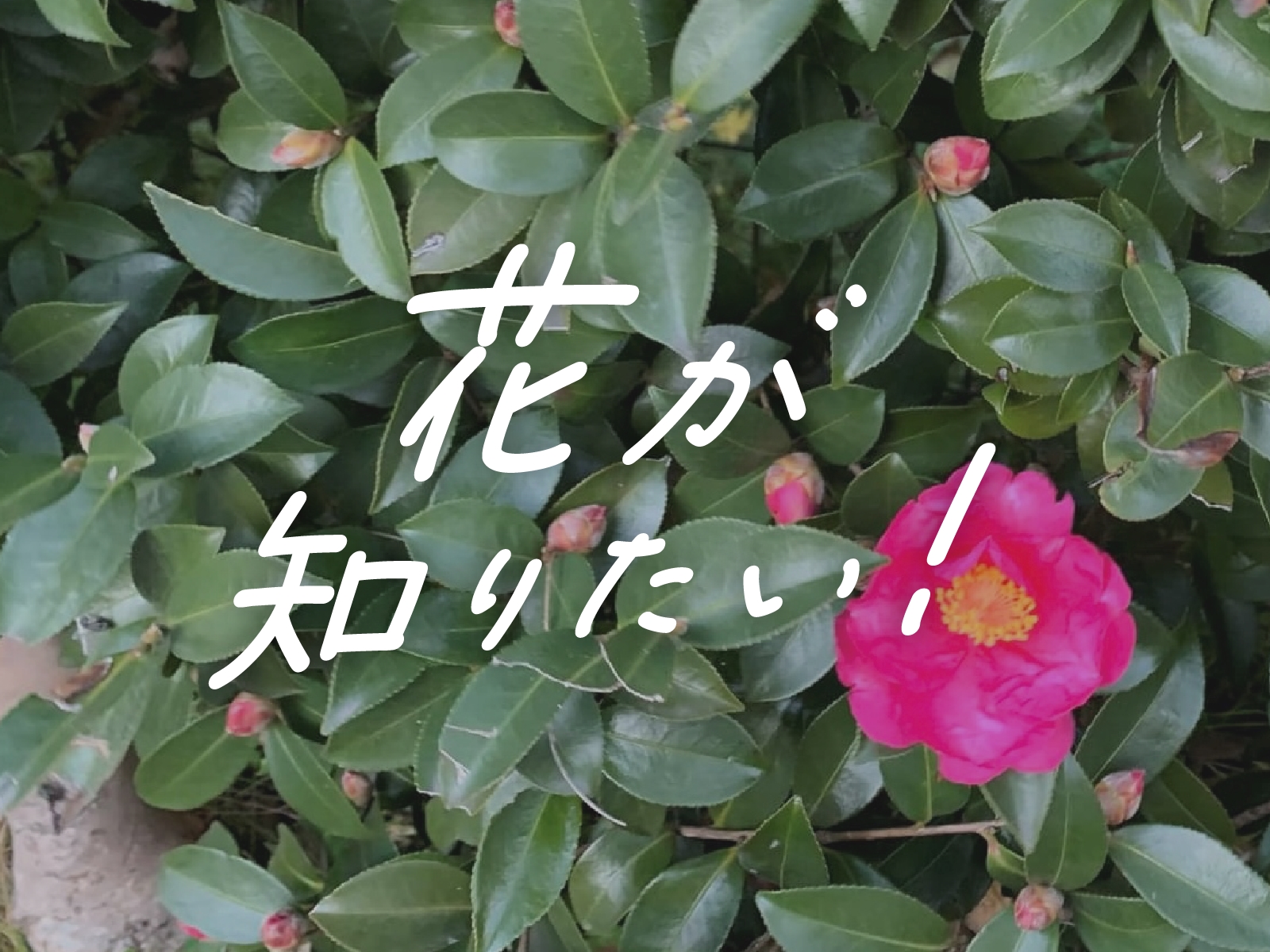 花が知りたい！】vol.6：真冬に咲く「サザンカ（山茶花）」