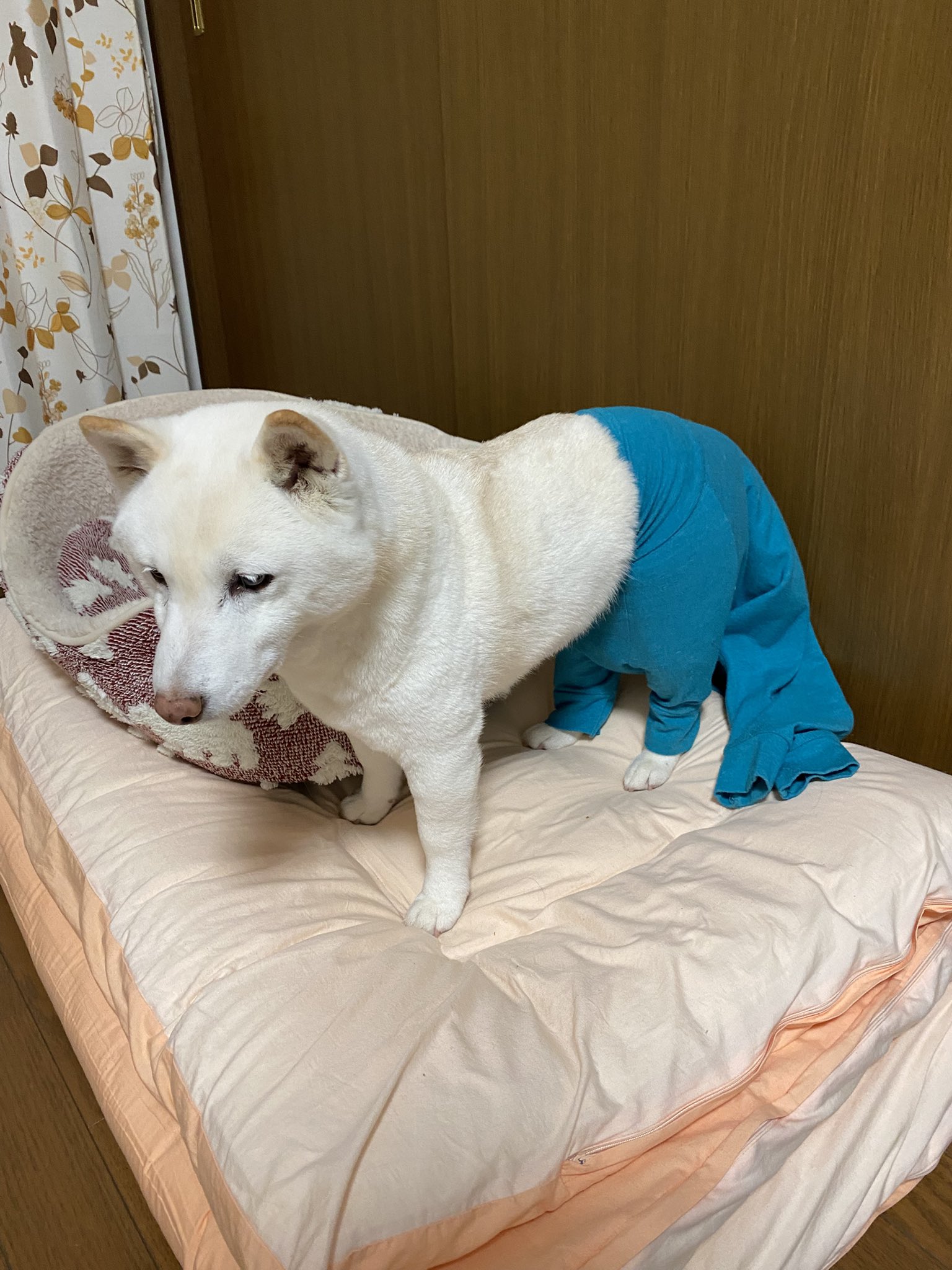 【専用です】白い柴犬さん どうしてそうなった……？朝起きたら「ありえない姿」になっていた柴犬に