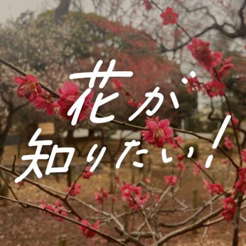 花が知りたい！】vol.7：春が始まる香り！「ウメ（梅）」