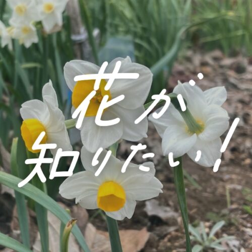 花が知りたい！】vol.8：冬に咲く甘い香りの「スイセン（水仙）」