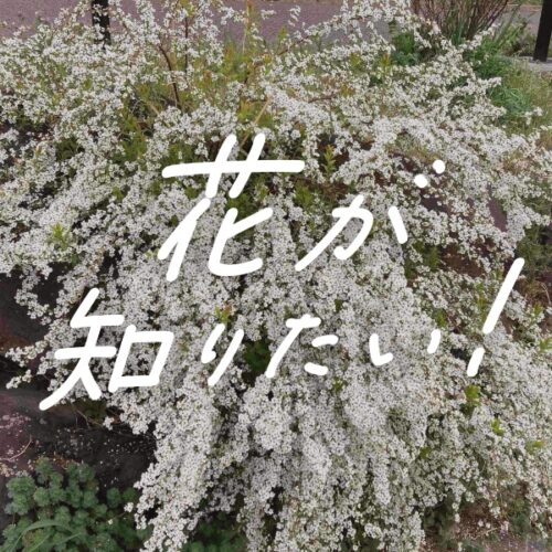 花が知りたい_ユキヤナギ-