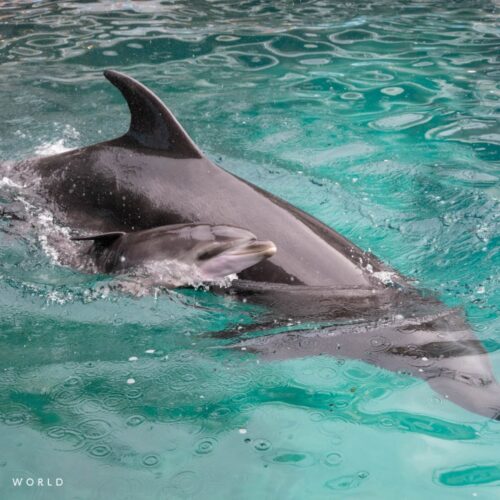 今しか見られない！今年生まれたばかりの水族館の赤ちゃん特集